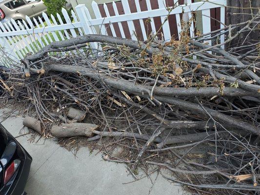 Driveway full of tree waste