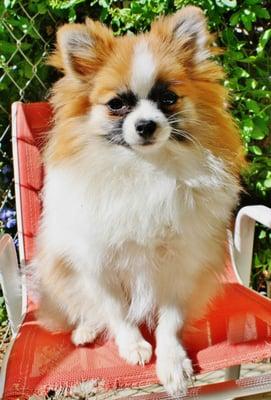 Ooh La La enjoying the fresh air on her lounge chair at the cabanna