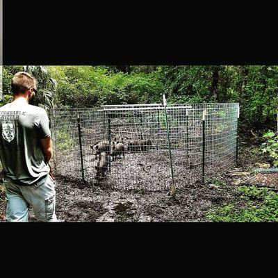 Feral Pig (Hog) removal Ocoee FL