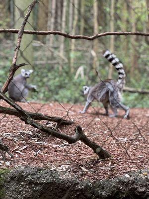 Lemurs