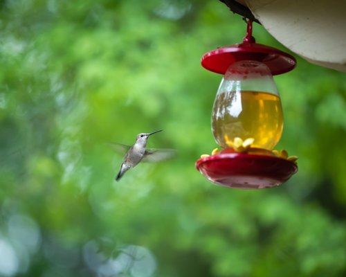 Hummingbird Photography