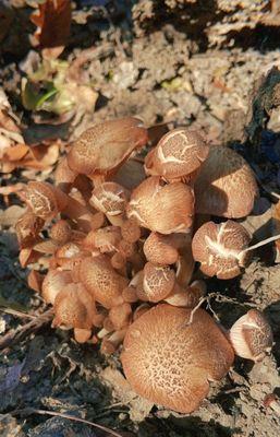 Some fungi found along the trail.