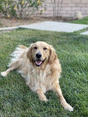 Our Golden happy after his doctors office visit.