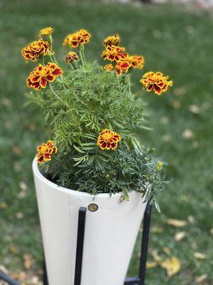 Marigolds loving our fall weather Walmart special 3.99