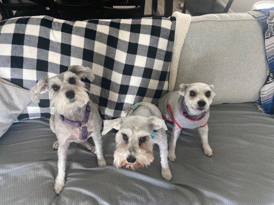 My three girls! The usually look the same until Pippa was butchered by Suds Em up pet salon.