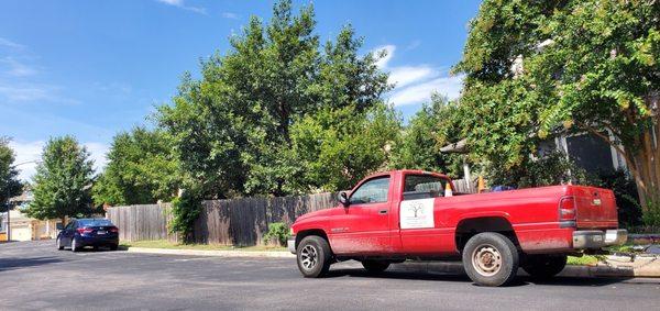 Before picture of the crepe myrtle and backyard Monterrey oak