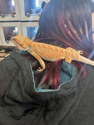 my lovely beardie felix, and my roommate!