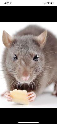 Got rodent problems- call us 800-430-3778