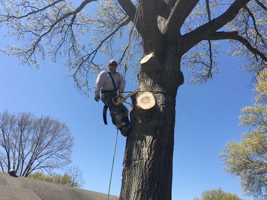 Tornado Lawn & Tree Service