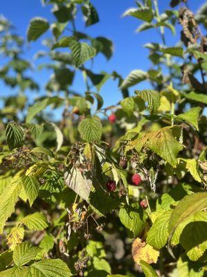 Harvold Berry Farm