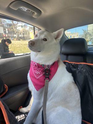 Cute Bandana