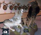 Full-size mounts of wolves, bears, mountain lions, lynx, goats, birds, musk ox, sheep, buffalo, whitetail deer, fish