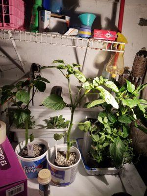 Keeping them in garage so my other plants don't get fungus gnats