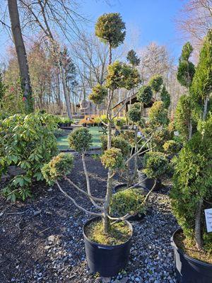 'Boulevard' false cypress Pompom