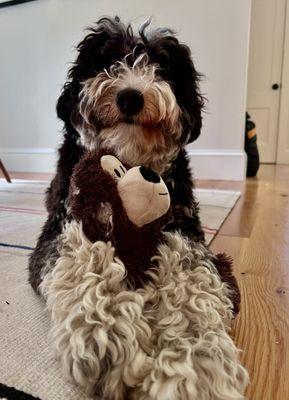 Okay, holding a teddy bear like he just finished a therapy session.  Mind and fur clean and ready for her busy New York social life.