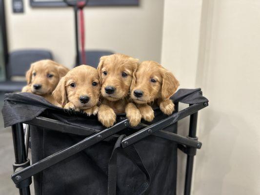 Golden Retriever litter exam from a rescue momma!