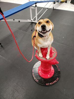 Chelsea's first time on the hydrant by herself!