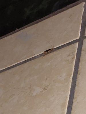 Roaches in bathroom!