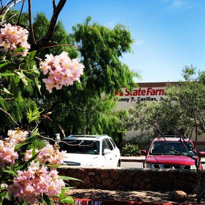 Spring bloom of desert willow by our office.