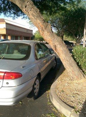 There's plenty of parking out front but watch out for the trees!