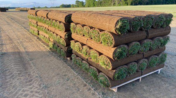 500sqft pallets of Tall Fescue ready to be loaded and shipped