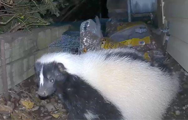 skunk being excluded from under the chimney