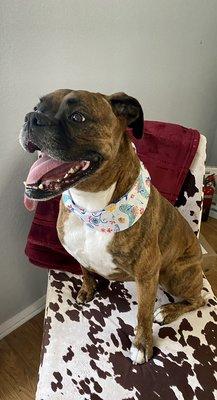 Maggie! 6yrs old boxer