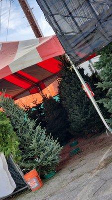 Huge Variety Of Fresh Christmas Trees and Amazing Customer Service.