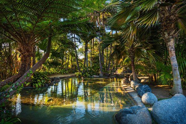 Lush Tropical Garden and Pond at Bahia Resort Hotel