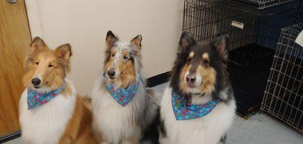 The collie family Ernie, Luna & Maks