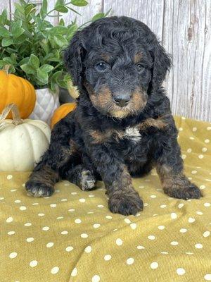 Welcome to Ohio puppy paws! We raise mini goldendoodles and mini bernedoodles.  These breeds are hypoallergenic. Little to no shedding