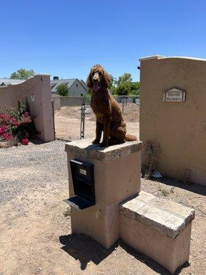 Ollie on mailbox.