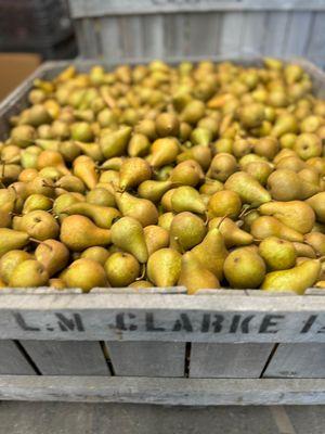 Pear picking near NYC