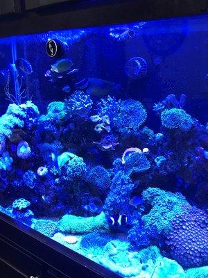 Relax watching our natural all live reef tank while your vehicle is serviced.