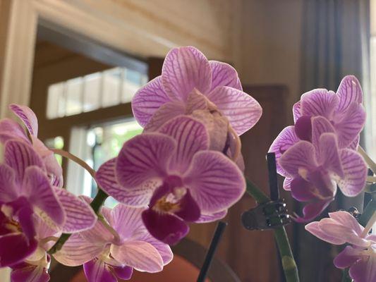 Orchids