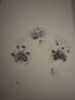 Paw and nose prints