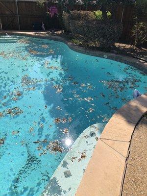 My pool after their shrub trimming. Not ok!