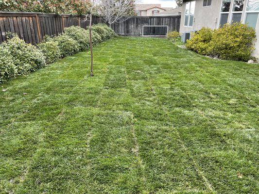 Sod Install in Backyard