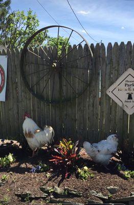 Chickens at Makinajian