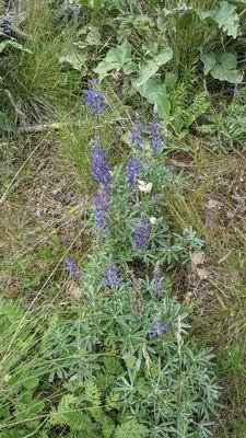 Flowers in spring