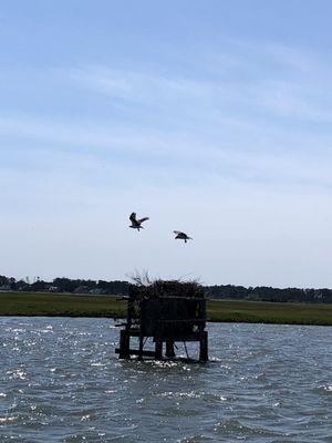 Osprey nest