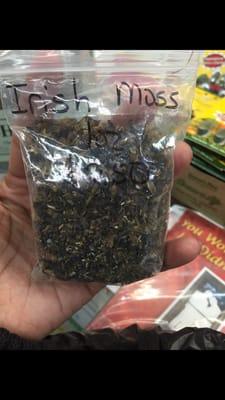 A closer view of Irish Moss