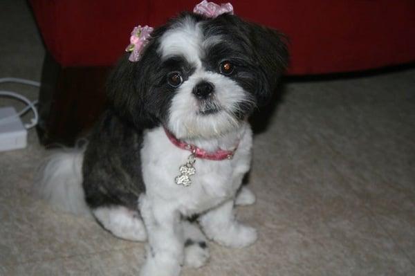 they put bows in my girls hair, bandannas on my boy dog.