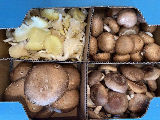 3 lb. Gourmet Box of Fresh, Phillips  Mushrooms available at the store.