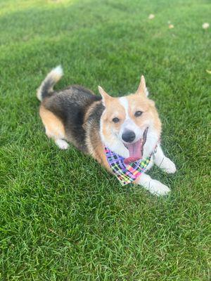 Corgi bath and cut