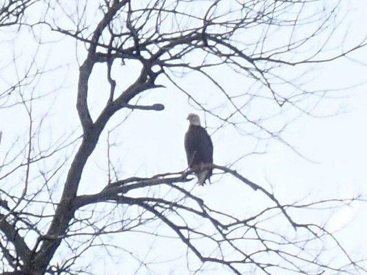 Eagle nest just upriver from the lodge.