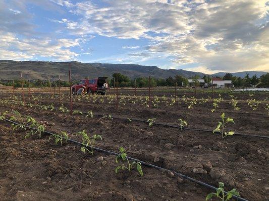 Tomato Seedling Transplant day...2020