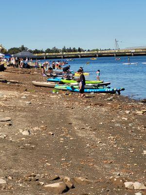 The rows of SUP and Kayaks on the shoreline.