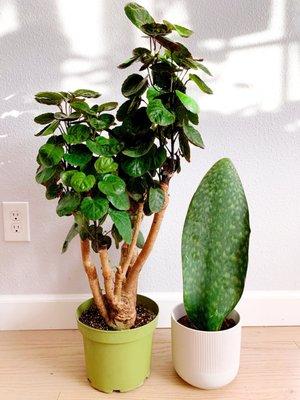 Aralia Fabian and Whale Fin Sansevieria from KimThai Garden.