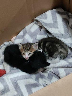 These are the kittens we were hoping to leave in a better neighborhood than where they came from.